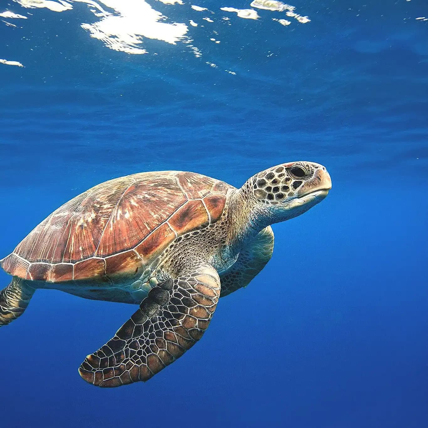 Tortugas marinas
