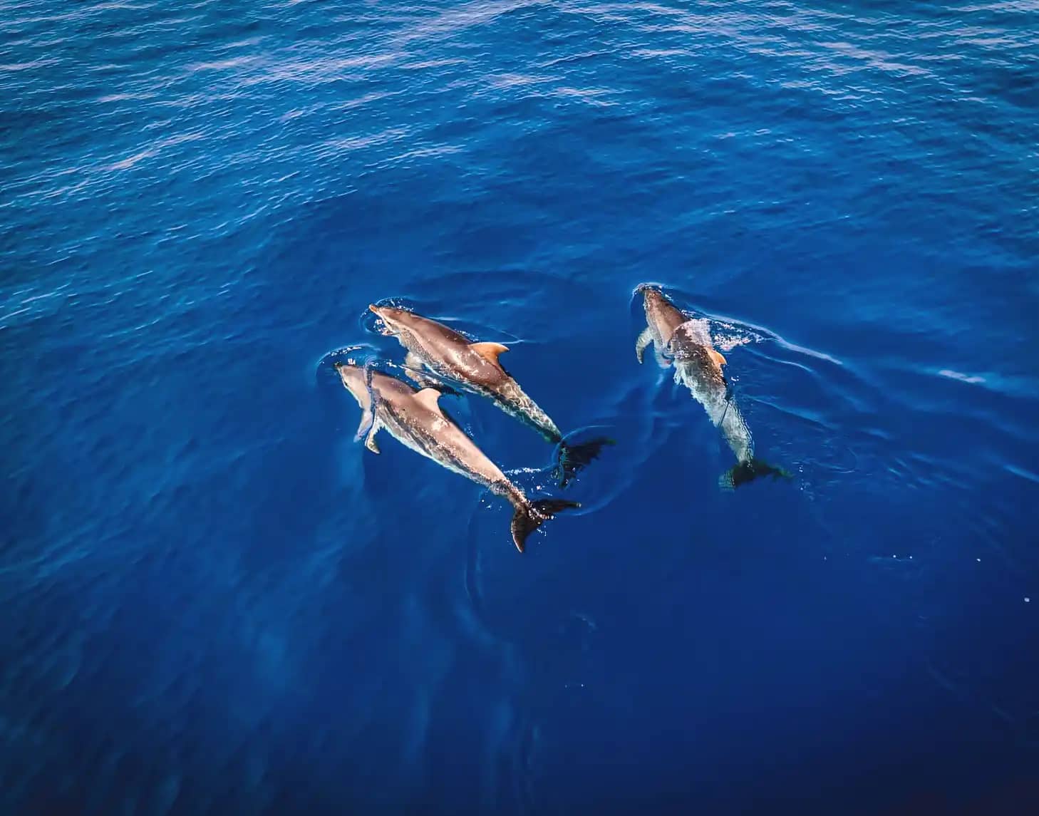 Private Catamaran Trip