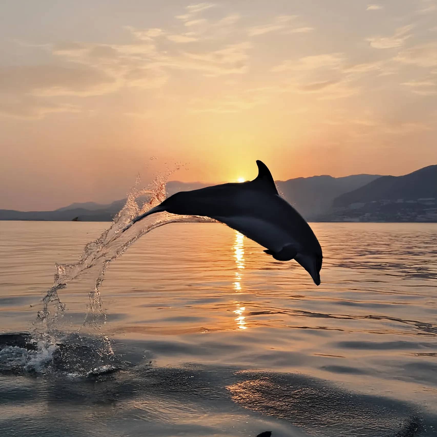 Avistamiento de delfines en Manilva