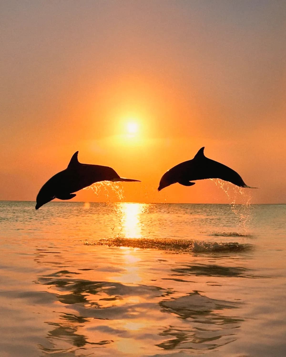 Avistar delfines