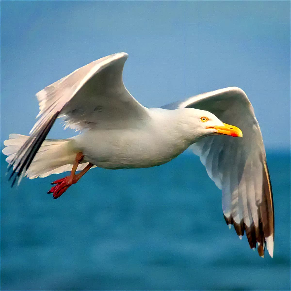 Aves marinas