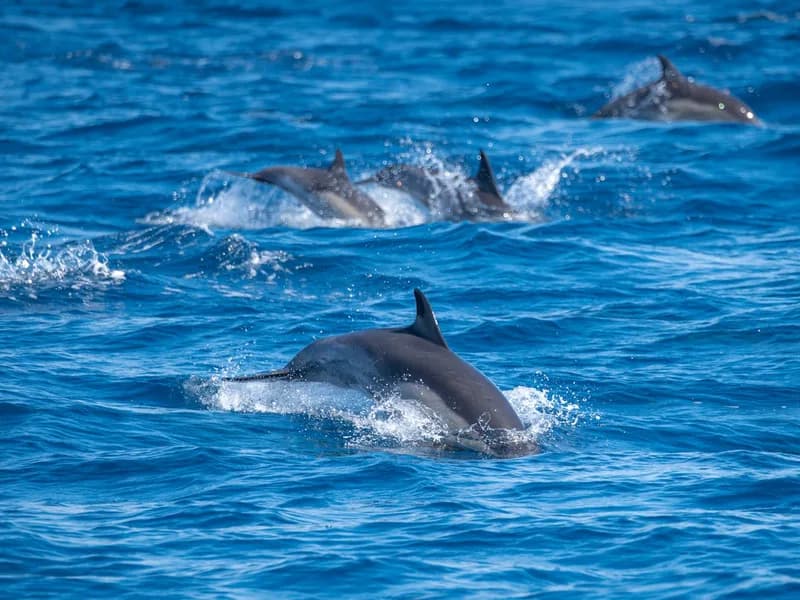 Common dolphin with the hourglass pattern on its flank