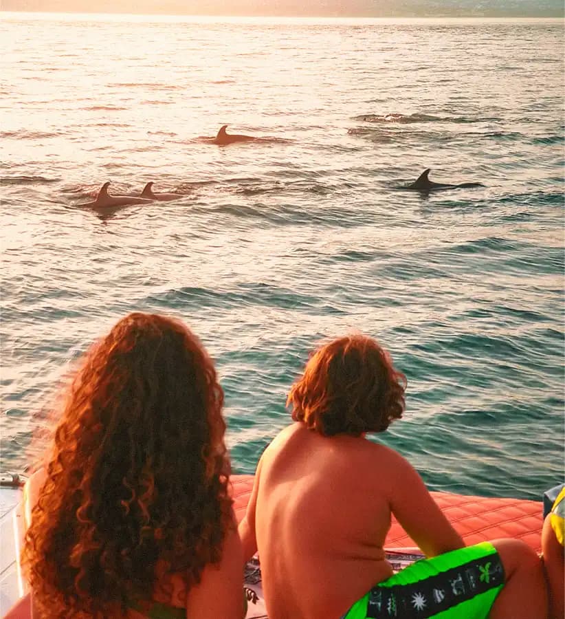 Delfines desde la cubierta