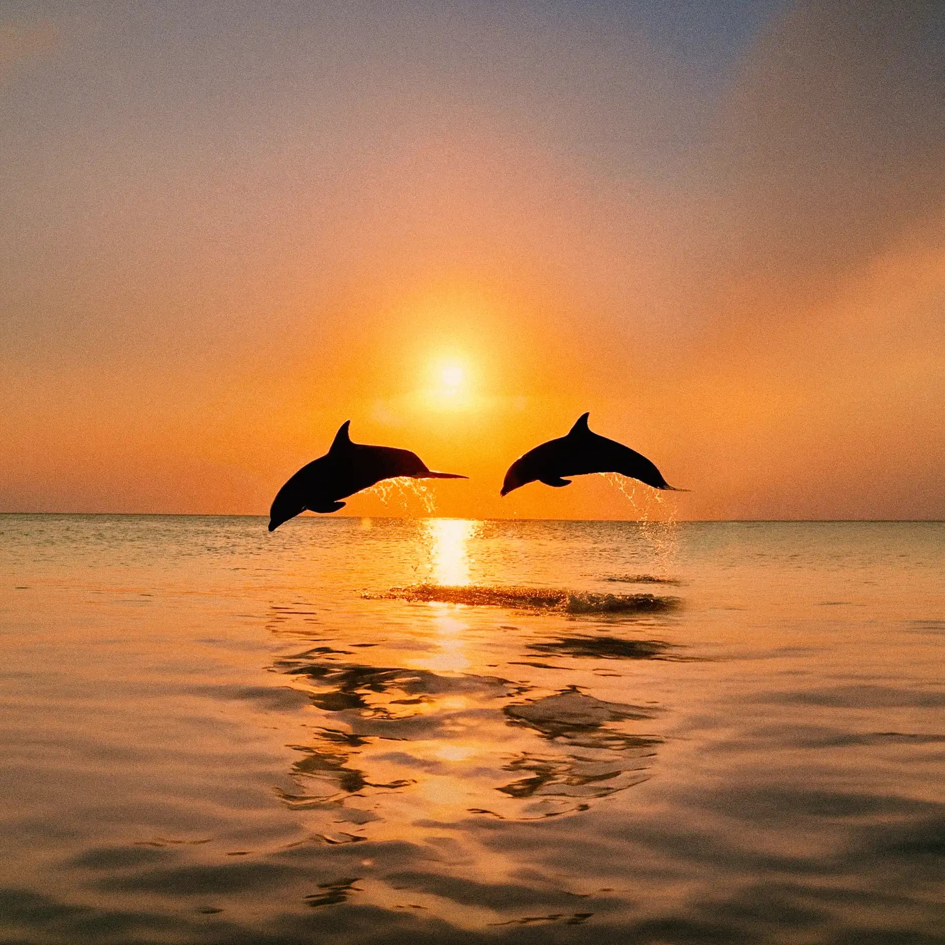 Avistamiento de delfines