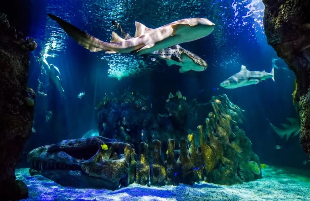 Sea Life Benalmádena