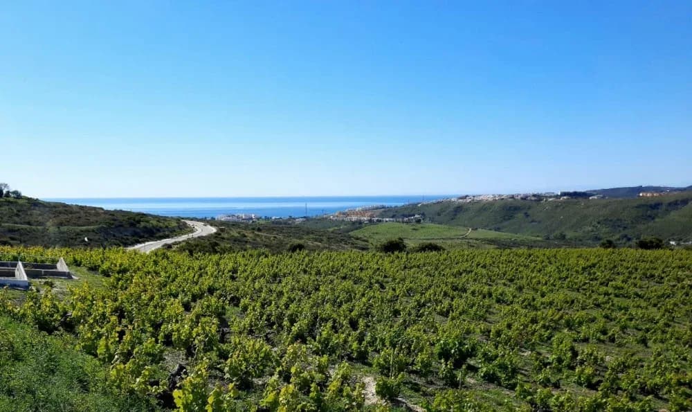 Manilva vineyards