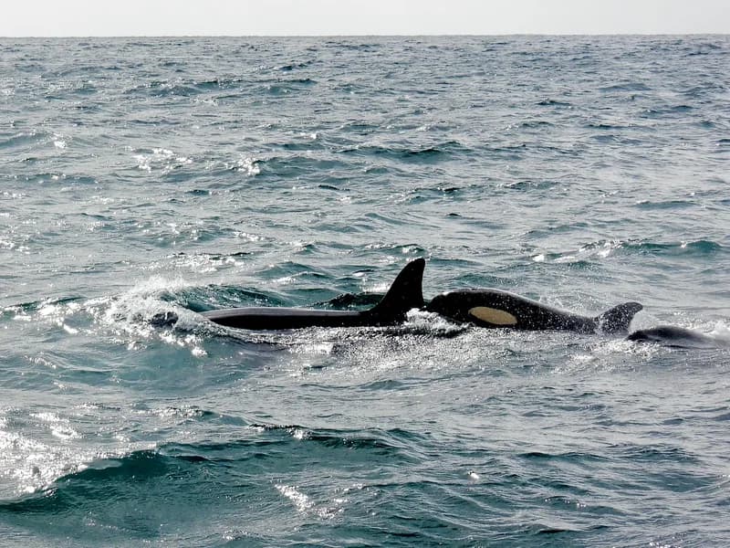 Orca with its unmistakable tall dorsal fin