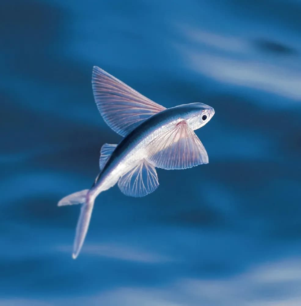 Peces voladores