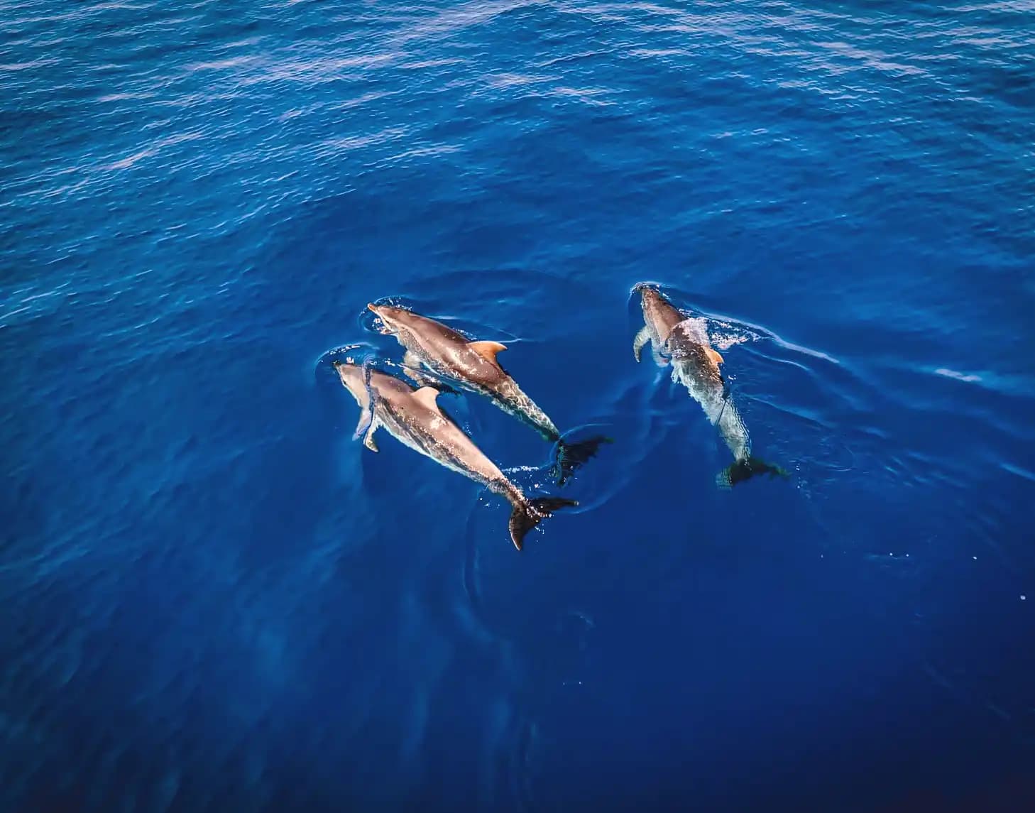 Private Catamaran Trip - imagen 1