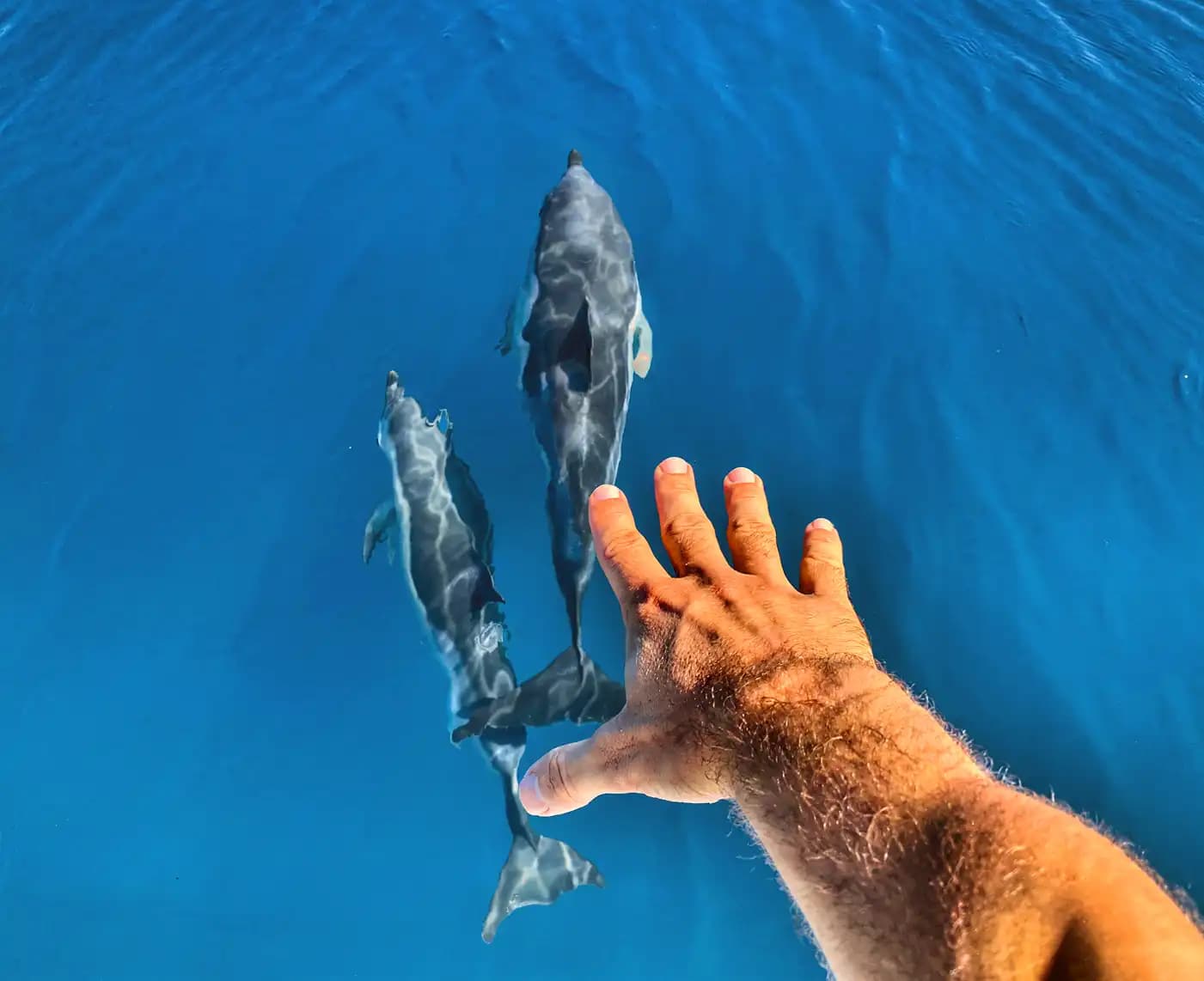 Shared experience dolphin watching - imagen 1