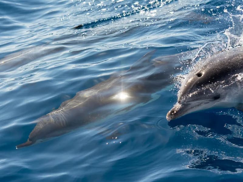 Delfines listados saltando en aguas profundas frente a Estepona